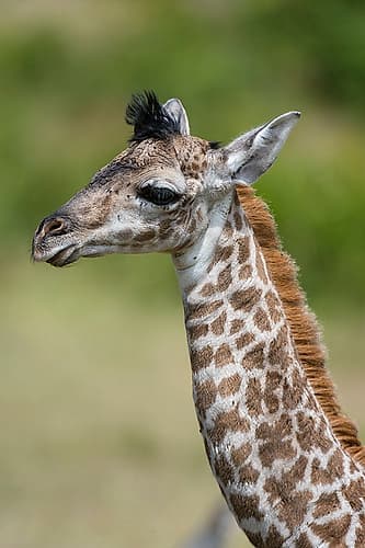 A newborn Masai giraffe Art Print